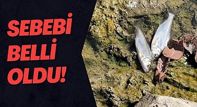 Ölümlerin sebebi belli oldu!