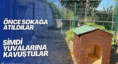 Önce sokağa atıldılar, şimdi yuvalarına kavuştular!