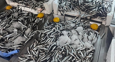 Tezgahlarda balık bolluğu 