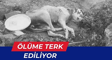 Yasaklı ırklar ölüme terk ediliyor