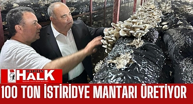 100 ton istiridye mantarı üretiyor