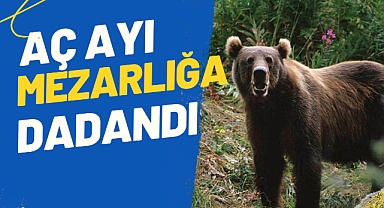 Aç ayı, mezarlığa dadandı 