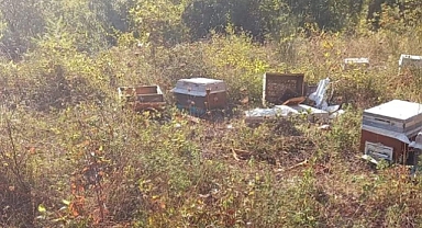 Ayı, arı kovanlarına dadandı!