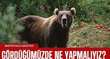 Ayı görenler ne yapmalı?