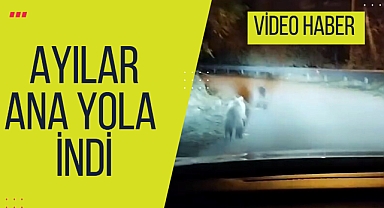 Ayılar ana yola indi