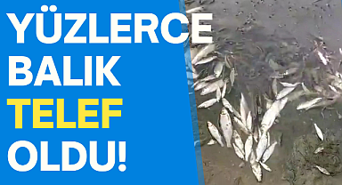 Yüzlerce balık telef oldu