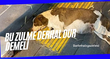 Bu zulme derhal dur demeli !