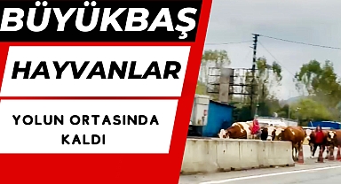Büyükbaş hayvanlar yolun ortasında kaldı