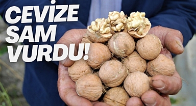 Cevize sam vurdu