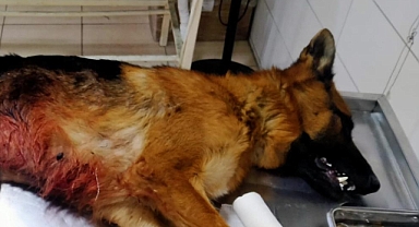 Dişi kurt kurtarıldı!