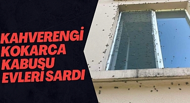  Kokarca Kabusu devam ediyor