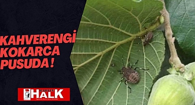 Kahverengi Kokarca pusuda!