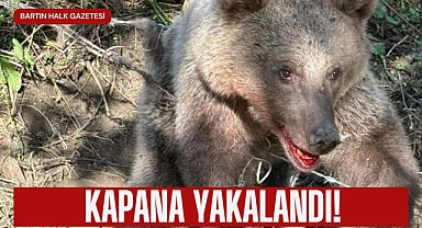 Kapana yakalandı!