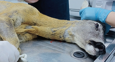 Karaca yaralı halde bulundu