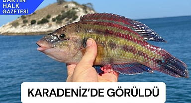 Karadeniz’de görüldü