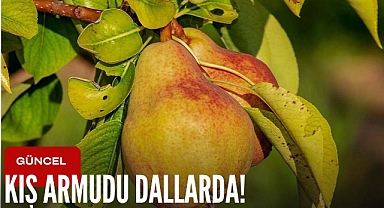 Kış armudu dallarda!