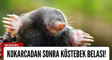 Kokarcadan sonra köstebek belası!