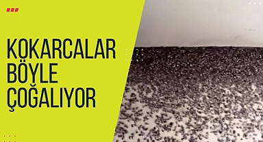 Kokorcalar işte böyle çoğalıyor