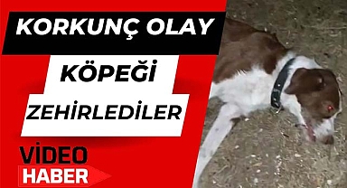 Korkunç olay, köpekleri zehirlediler!