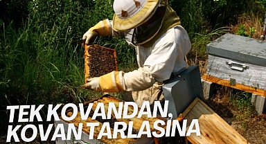 Tek kovandan, kovan tarlasına