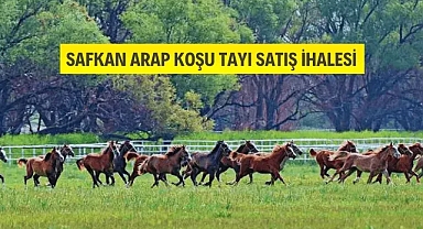 TİGEM'den Safkan Arap Koşu Tayı Satış İhalesi