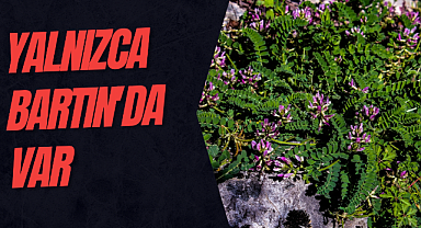 Yalnızca Bartın'da var