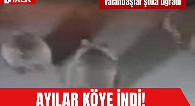 Ayılar köye indi!