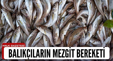 Balıkçıların mezgit bereketi!