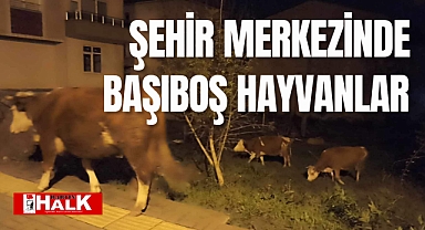 Başıboş hayvanlar şehir merkezinde