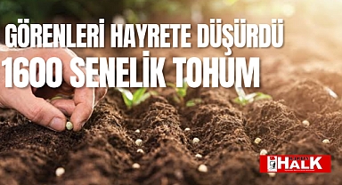 Bin 600 yıllık tohum