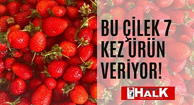 Bu Çilek 7 kez ürün veriyor