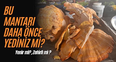 Bu mantarı daha önce yediniz mi?
