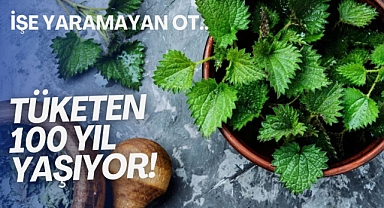 Doğanın hediyesi ısırgan otu