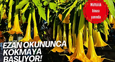 Ezan okununca kokmaya başlıyor!