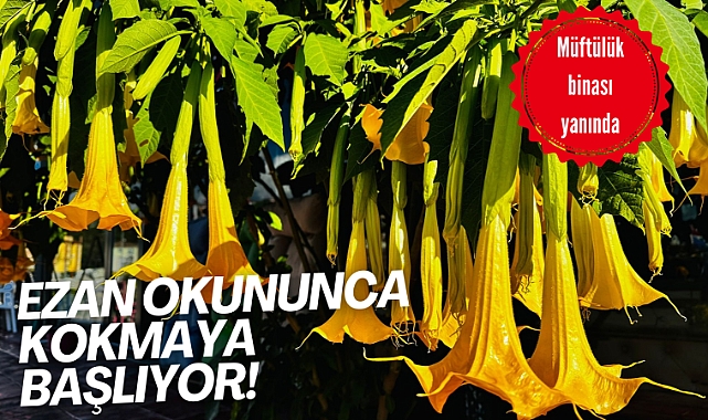 Ezan okununca kokmaya başlıyor!