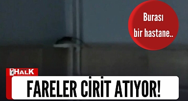Fareler cirit atıyor!
