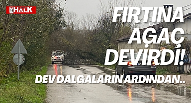 Fırtına ağaç devirdi!