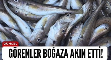 Gören boğaza akın etti!