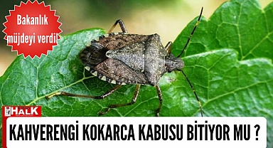 Kahverengi Kokarca kabusu bitiyor mu?
