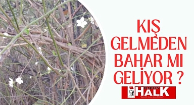 Kış gelmeden Bahar mı geliyor?