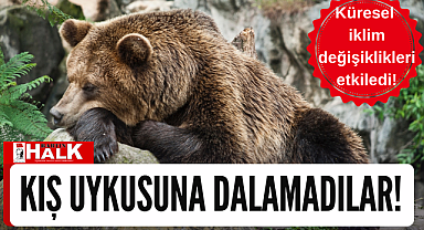 KIŞ UYKUSUNA DALAMADILAR