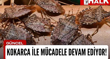 Kokarca ile mücadele devam ediyor!
