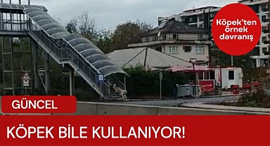 Köpek bile kullanıyor