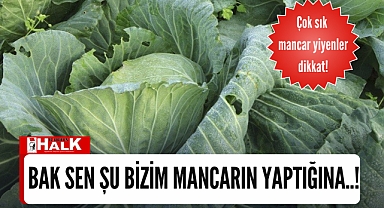 Mancara dikkat!