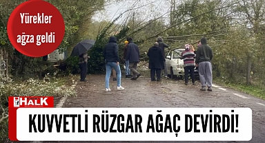Otomobilin üzerine ağaç devrildi!
