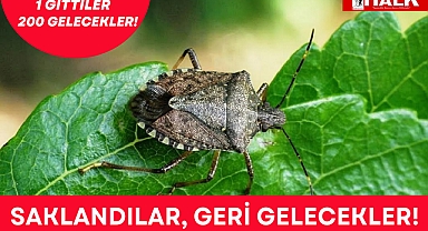 Saklandılar, geri gelecekler!