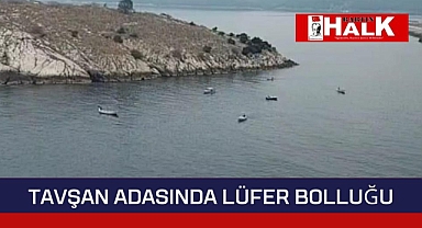 Tavşan adasında lüfer bolluğu
