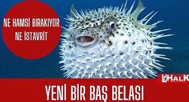 Bartın'a Yeni Baş Belası