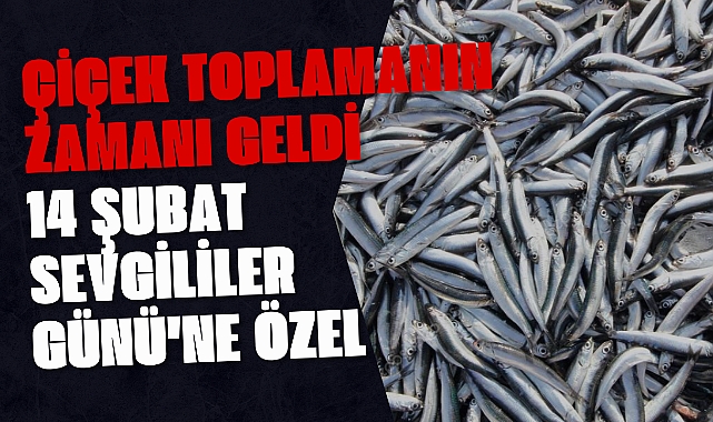 Çiçek Toplamanın Zamanı Geldi