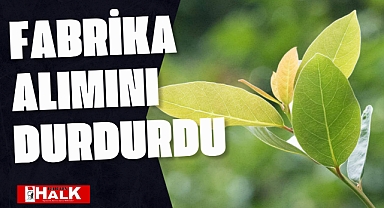 Fabrika Alımını Durdurdu